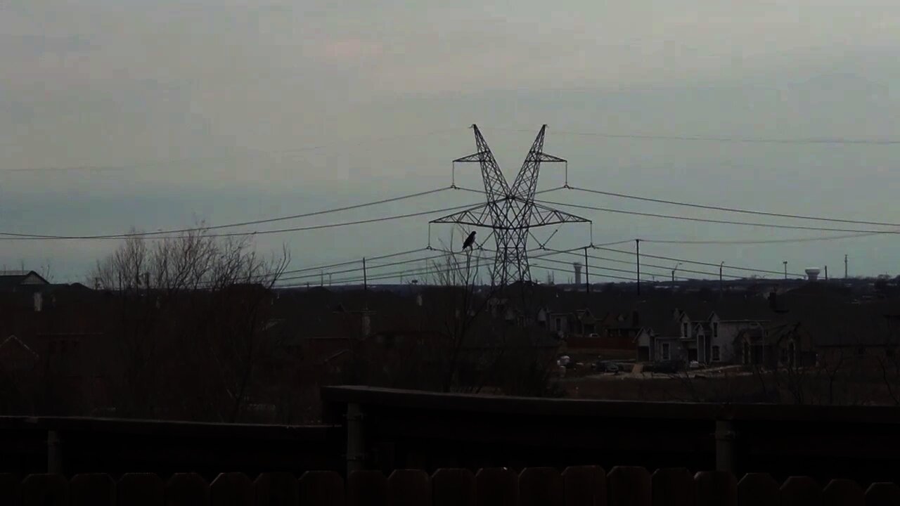 Eagle on fence