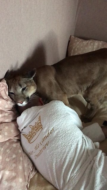 Domesticated Cougar Gently Tries To Wake Up Owner