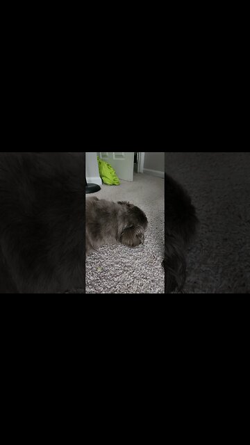 Shih Tzu Snores Loud #shorts