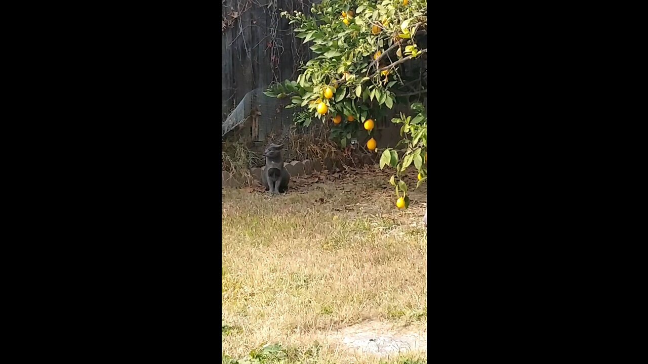 Invisible Cat?