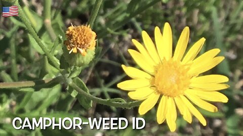 Florida Camphorweed ID Food For Pollinators