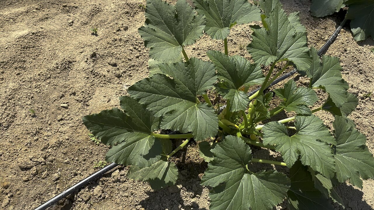 Gathering squash!