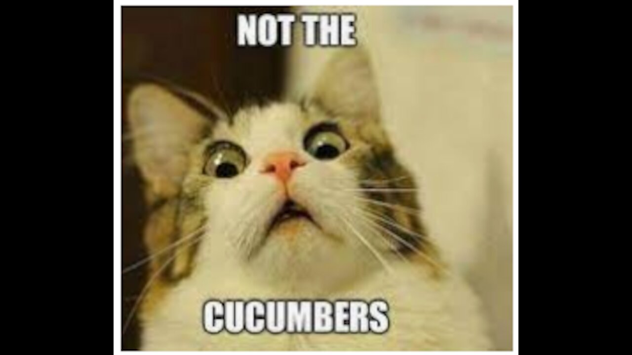 Cucumbers Scare The Life Out Of Cats 😂