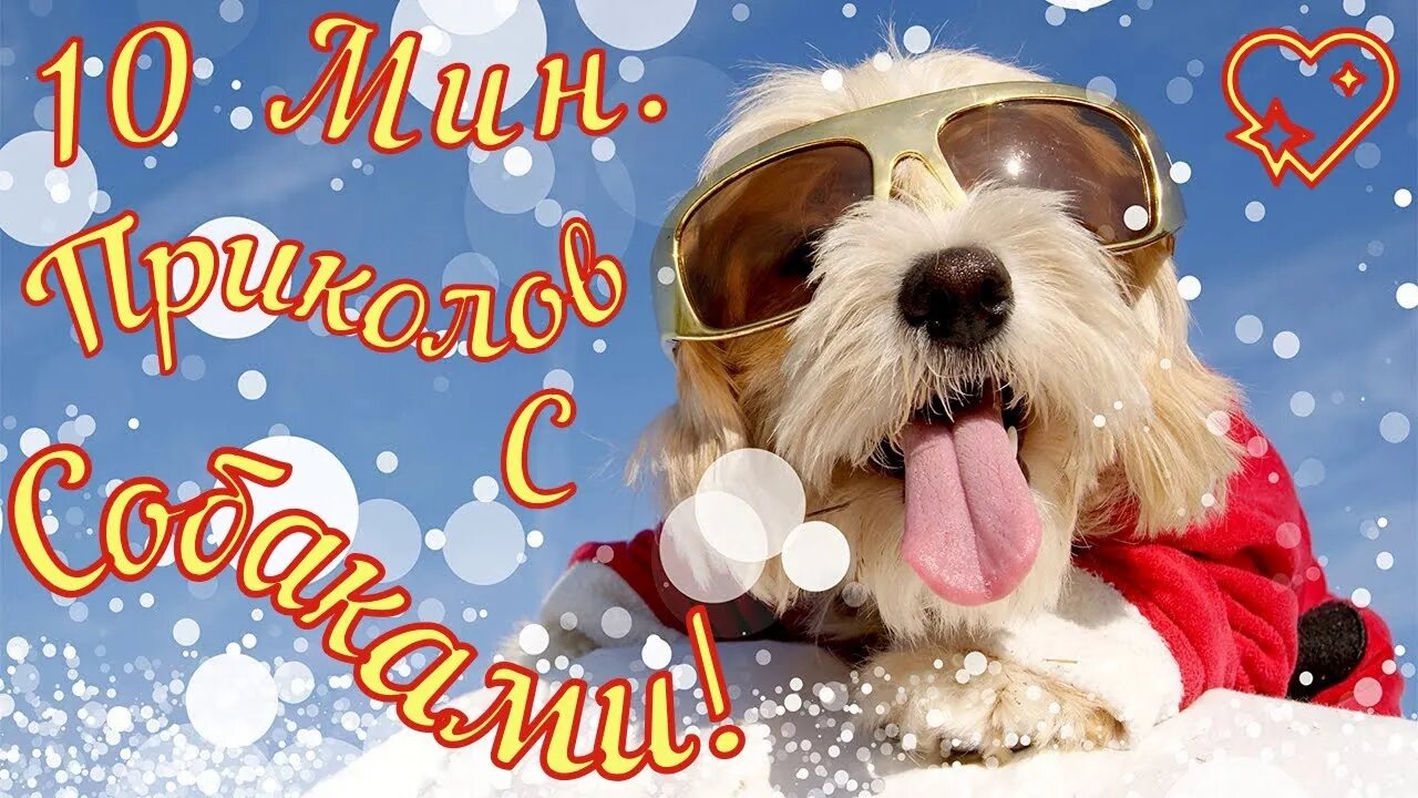 Смешные Собаки 23 Funny Dogs Юмор