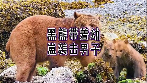 必看：黑熊带着幼崽袭击男子