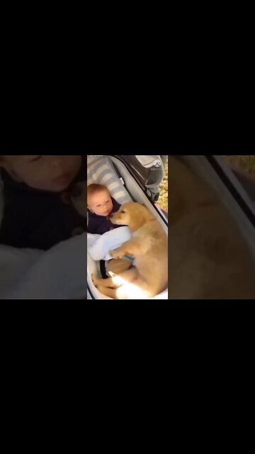 baby and puppy friendship, baby vs puppy, cute baby