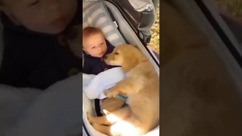 baby and puppy friendship, baby vs puppy, cute baby