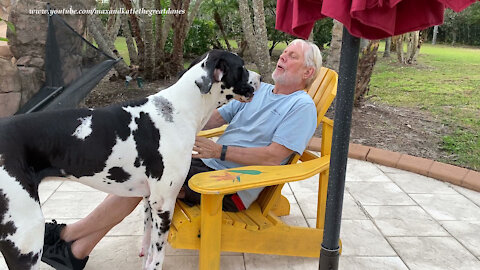 Happy Great Danes Take A Break From Playing For Kisses