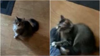 Gatta non lascia che il proprietario esca di casa