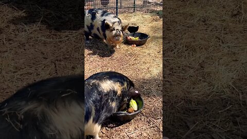 So sweet! 🐷🐓 #kunekune #chickens #backyardchickens #pigs #farming #homesteading #fy #fyp #happy