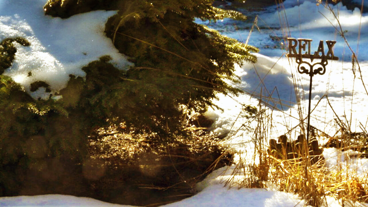 Melting snow on bush. Time lapse