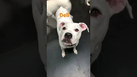 [Shorts 0064] DELL [#dogs #doggos #doggies #puppies #dogdaycare]