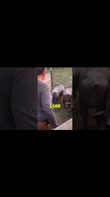 How Much Money Can You Make Raising Pigs?