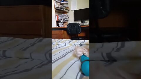 #dogshow , #animals , #dogs , #shorts