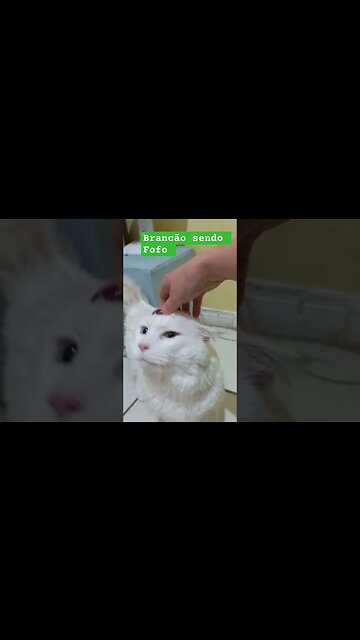 Brancão o Maine Coon sendo fofo por 18 segundos