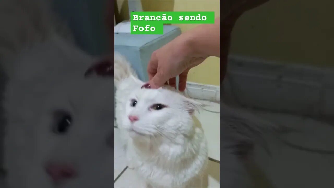 Brancão o Maine Coon sendo fofo por 18 segundos