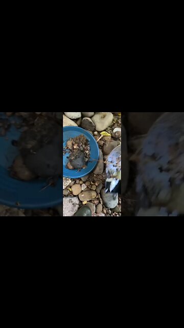 Gold panning in an abandoned gully!