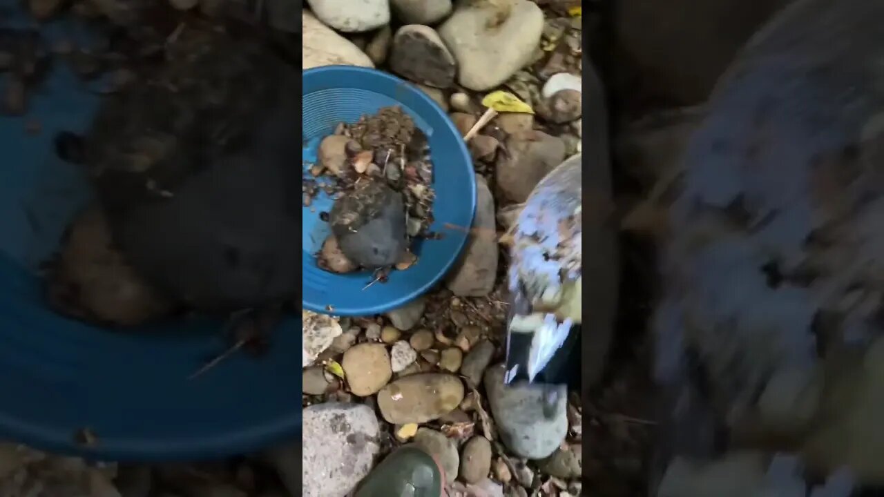 Gold panning in an abandoned gully!