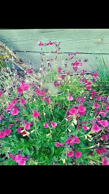 Stopping to pose for me!