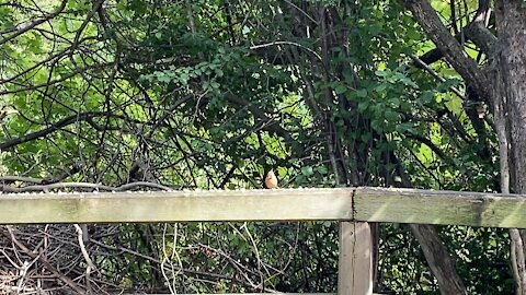 Cardinal fledglings James Gardens Toronto 5