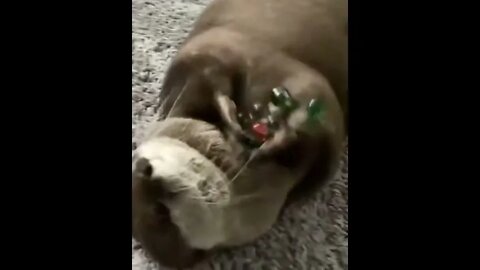 Otter Playing With Marbles