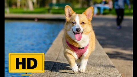 Dogs happy to travelling