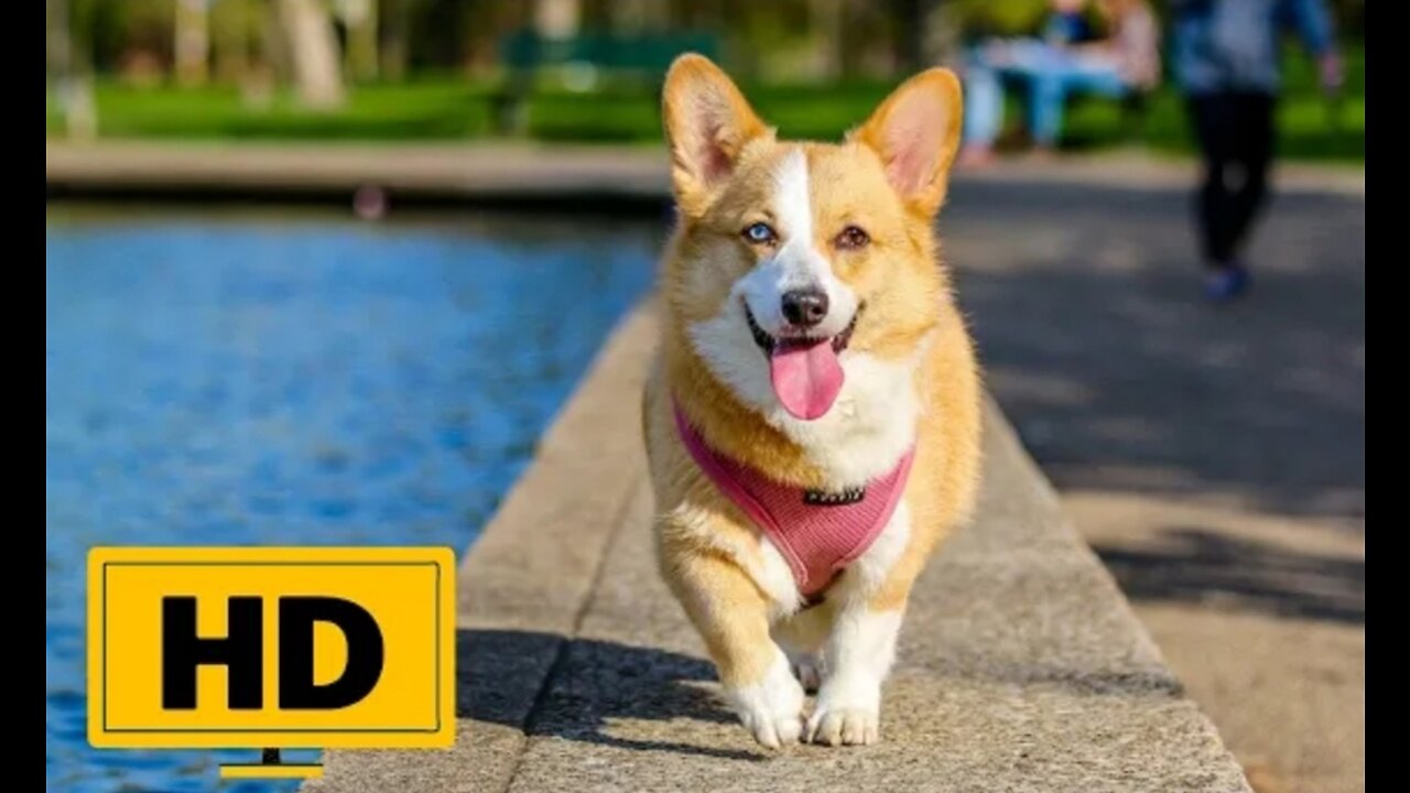 Dogs happy to travelling