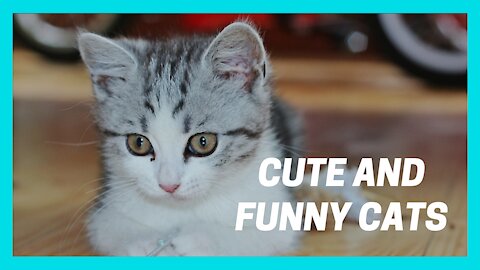 FUNNY AND CUTE CAT OMG