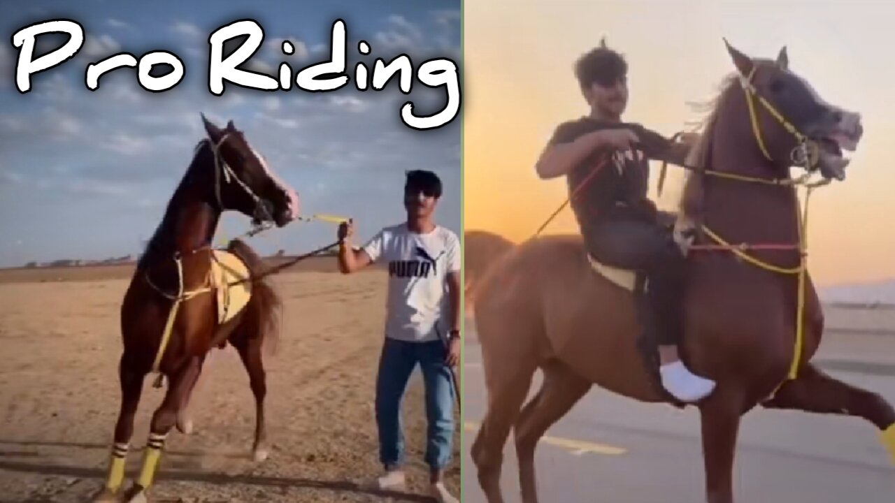 Fully Trained Horse Riding - Beautifull Horseback Riding