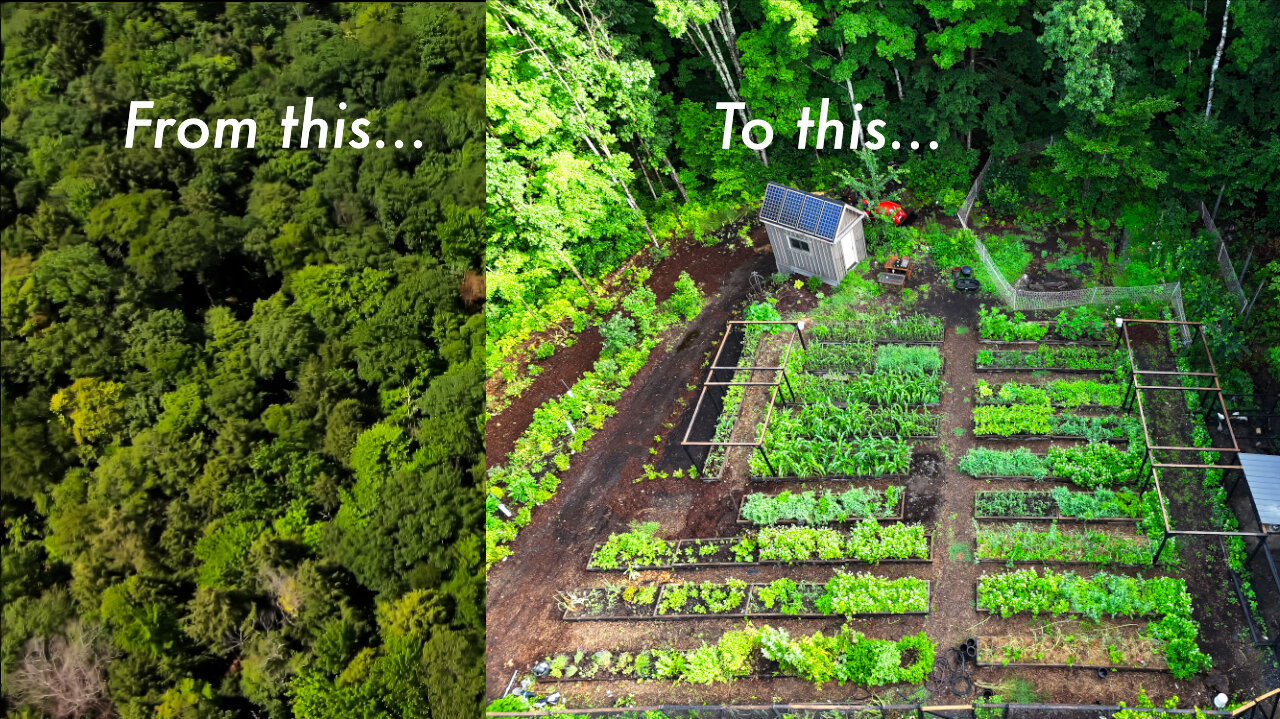 How to Start a Garden from Scratch on a Budget | Grow Your Own Food
