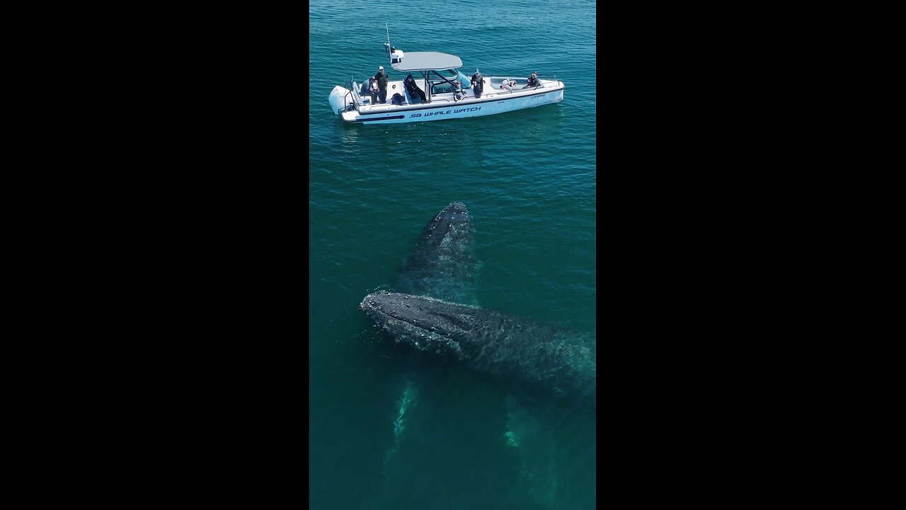 giant whales so surprising and horrible