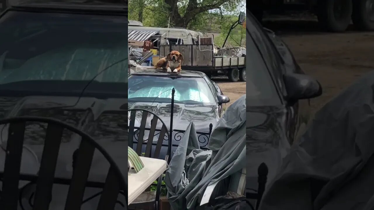 Dog sits on top of Corvette Sports car. Bad Dog