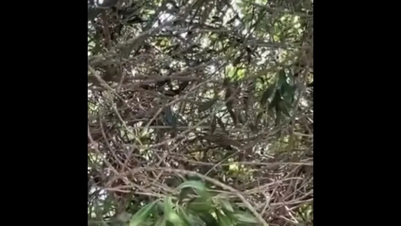 Beautiful trees with birds and so much life #nature #naturelovers
