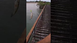 Lake Erie pier fishing!