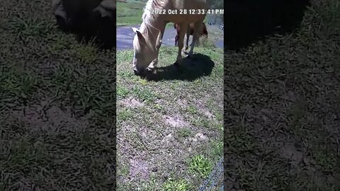 The secret lives of horses