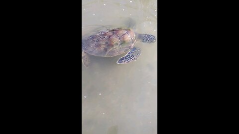 young green sea turtles while fishing