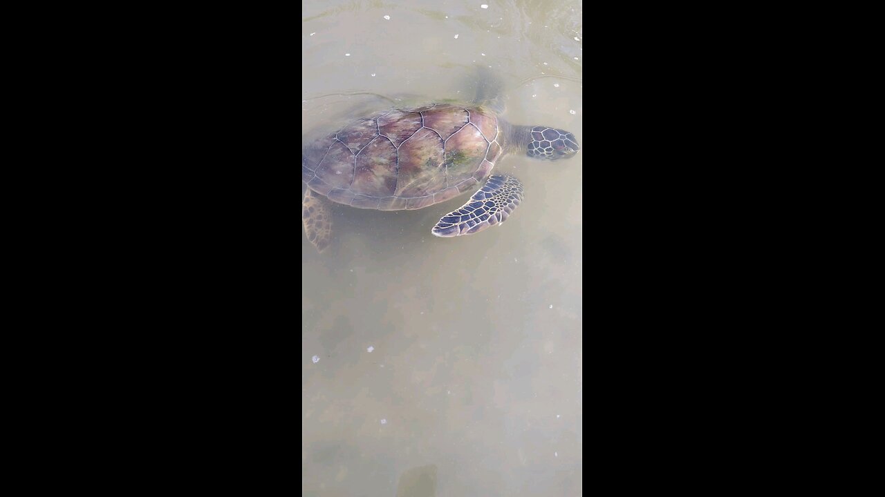 young green sea turtles while fishing
