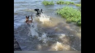 Standard poodle teaches rescue how to play in the water