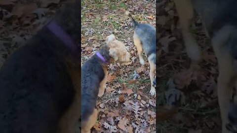 Epic Dog Battle on the Homestead