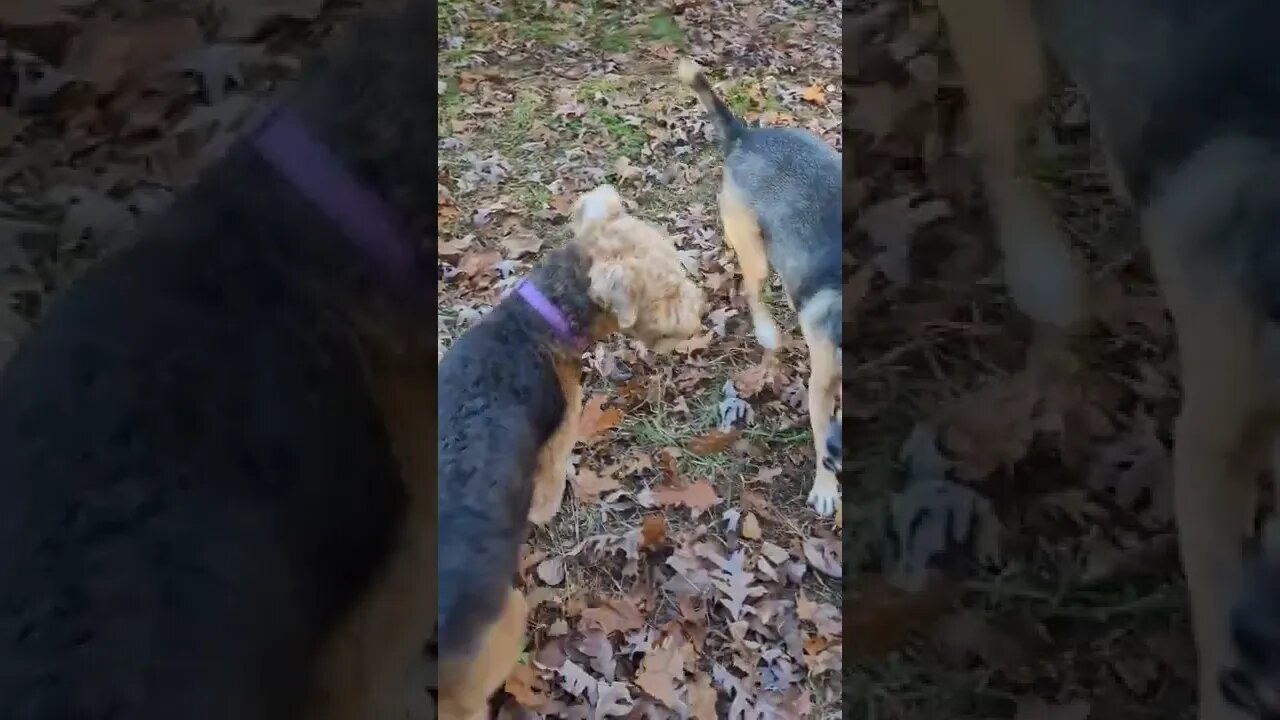 Epic Dog Battle on the Homestead