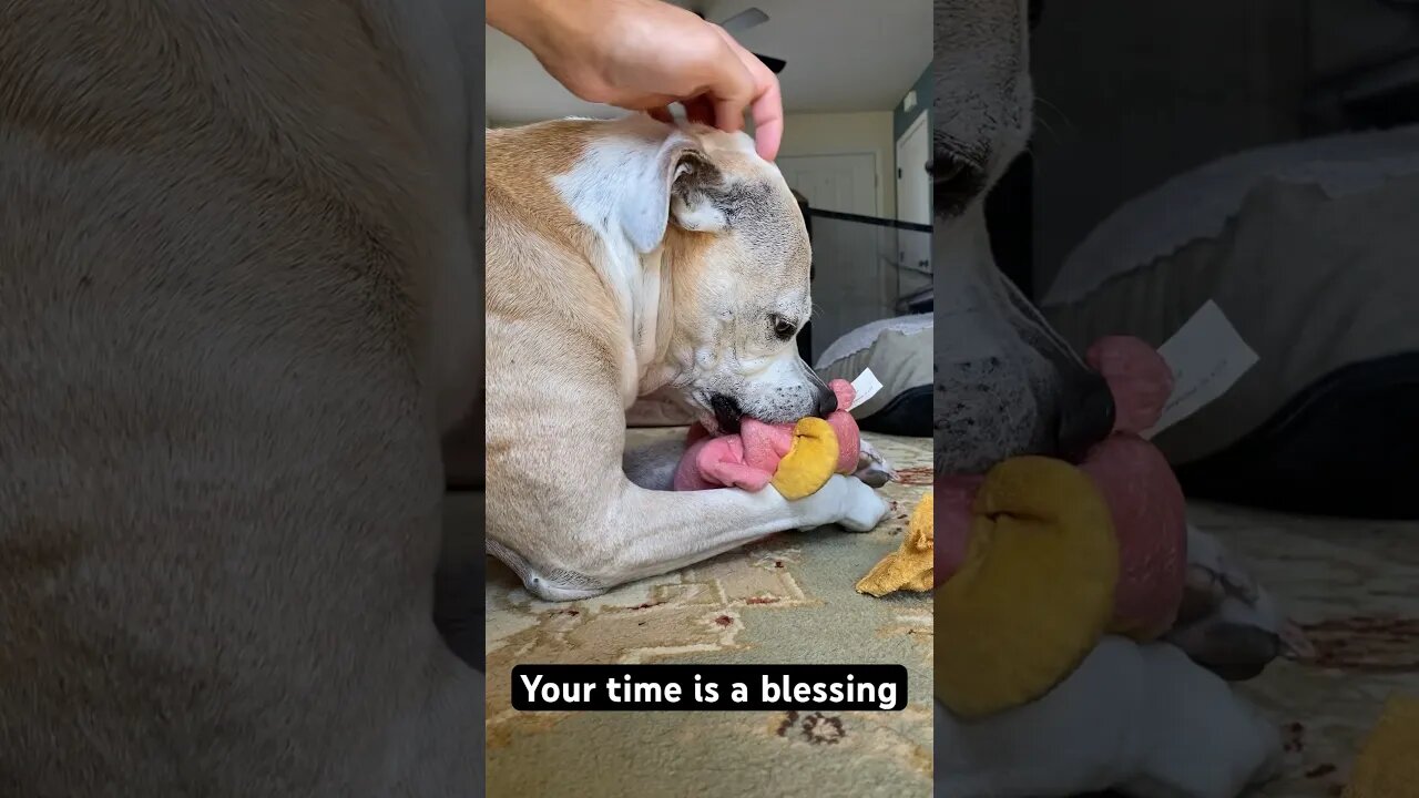 Dog Quotes - Your time is a blessing