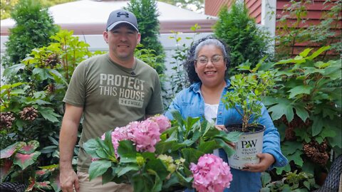 Garden Unboxing | New Hydrangeas Little Lime Punch / Let's Dance Sky View