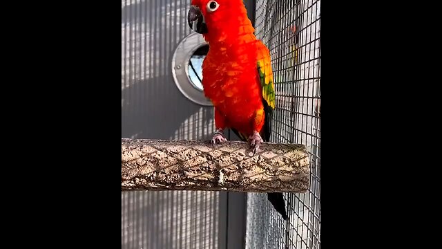 electus parrot