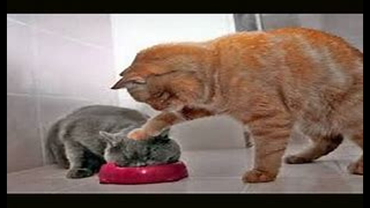 1 Hour Of Funniest Animals 😅 New Funny Cats and Dogs Videos 😸🐶 Part 17