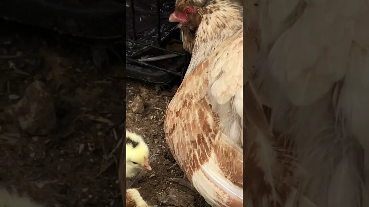 Baby chicks first day out of the nest ❤️