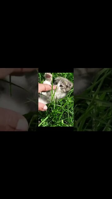 Спасенный Котенок учится манерам