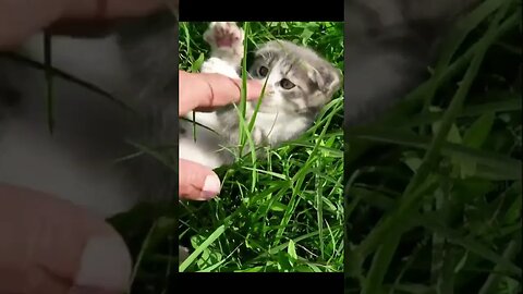 Спасенный Котенок учится манерам