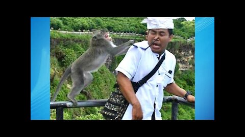 Funny Videos Compilation July 2021 | What Could Go Wrong | Try Not To Laugh