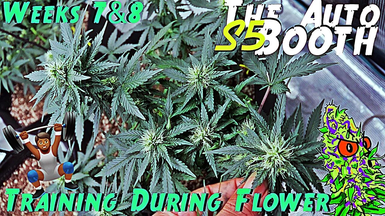 The Auto Booth S5 Ep. 5 | Weeks 7 & 8 | Training During Flower