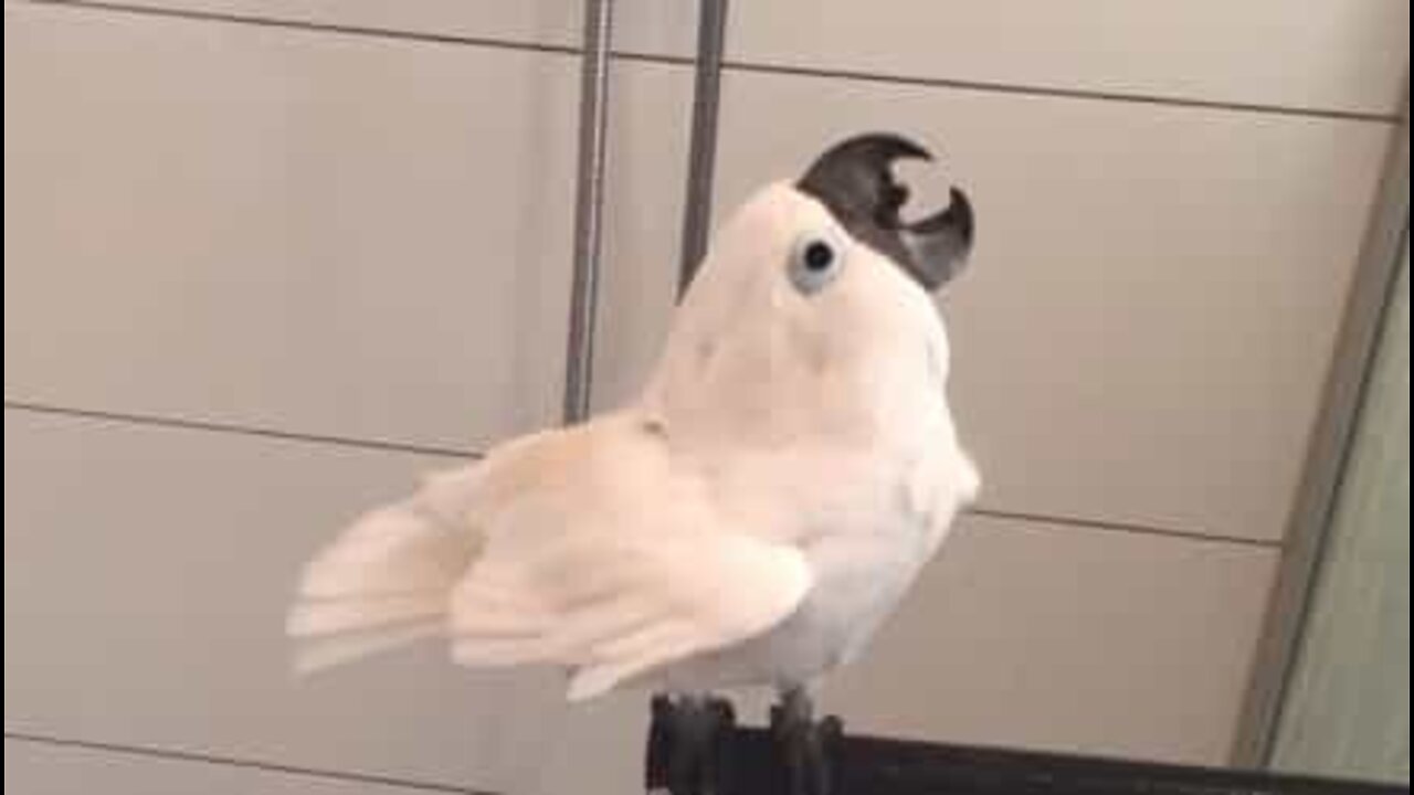 Questo cacatua adora fare la doccia